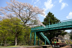 わ鉄の春11_春の沢入駅