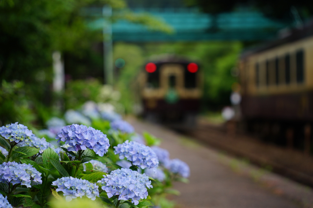 紫陽花咲くローカル駅