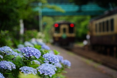 紫陽花咲くローカル駅