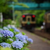 紫陽花咲くローカル駅