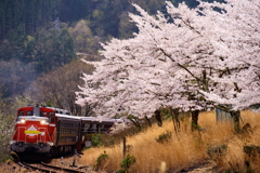 わ鉄の春12_桜坂を喘ぎながら