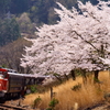 わ鉄の春12_桜坂を喘ぎながら