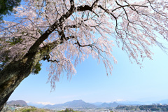 沼田盆地を包む桜