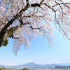 沼田盆地を包む桜