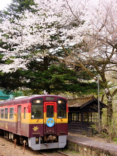 わ鉄の春８_桜の下で