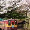 わ鉄の春８_桜の下で