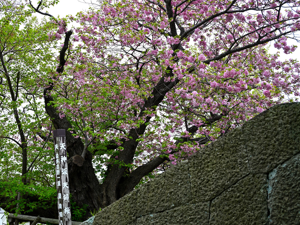 松前公園・夫婦桜