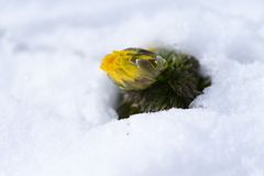 フクジュソウに雪