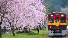 満開の枝垂れ桜を眺めて