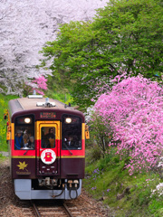 桜・花桃そして「ワッシー」