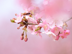 蕾