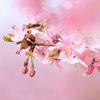 蕾