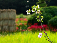 桜と彼岸花