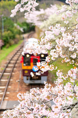 わ鉄の春７_沢入駅跨線橋の桜
