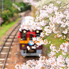 わ鉄の春７_沢入駅跨線橋の桜