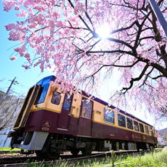 わ鉄の春３_桜シャワー