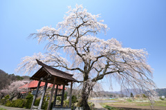 里桜