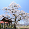 里桜