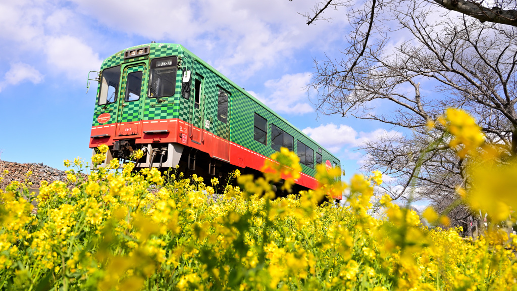 スイカ列車と菜の花
