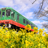 スイカ列車と菜の花