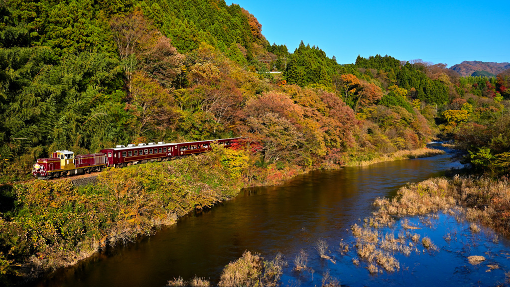 紅葉を行くわ鉄トロッコ３