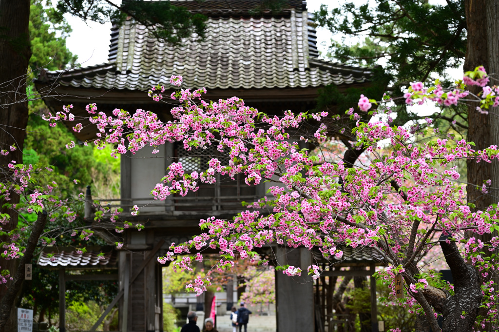 松前公園・光善寺山門