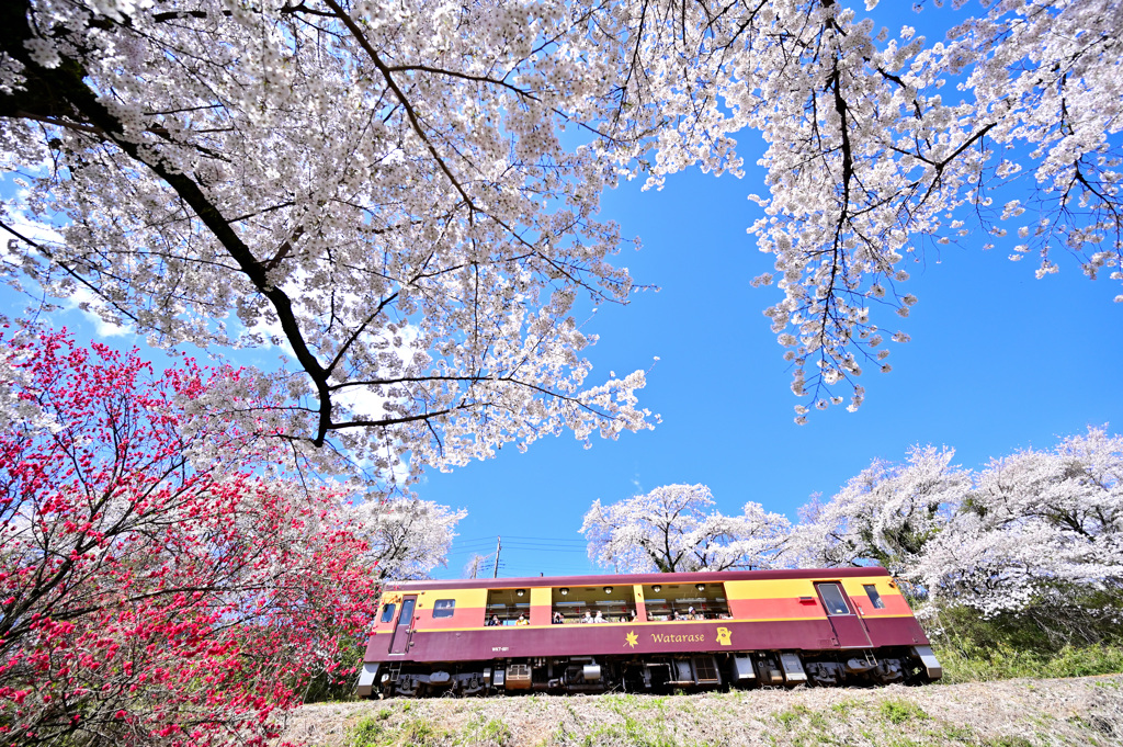 わ鉄の春２_桜の宴