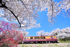 わ鉄の春２_桜の宴