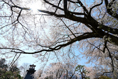 沼田公園の桜