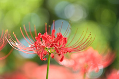天界に咲く花