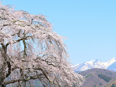 桜と残雪