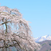 桜と残雪