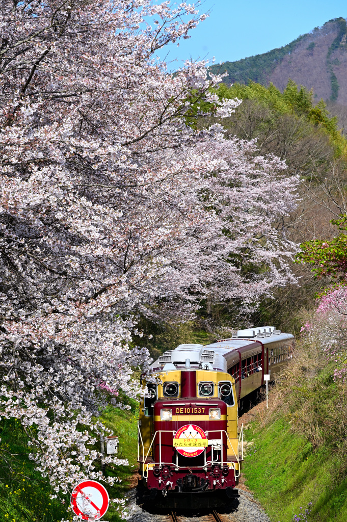 桜並木より