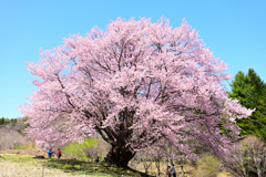 天王桜