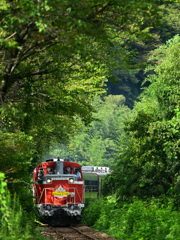 林間を抜ける渓谷号