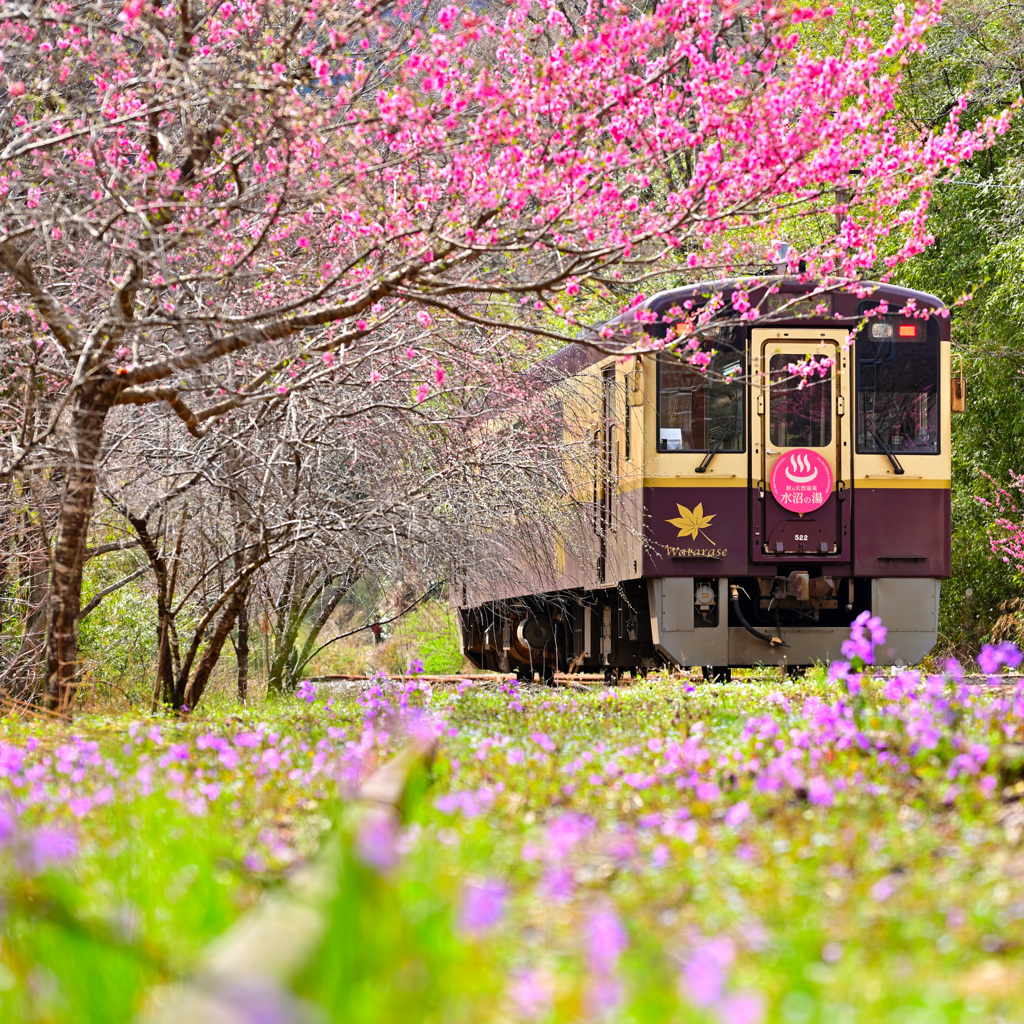 風景写真 わ鉄の春が来た by shika1957 （ID：13432658） - 写真共有サイト