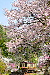 わ鉄の春10_桜さくら