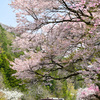 わ鉄の春10_桜さくら