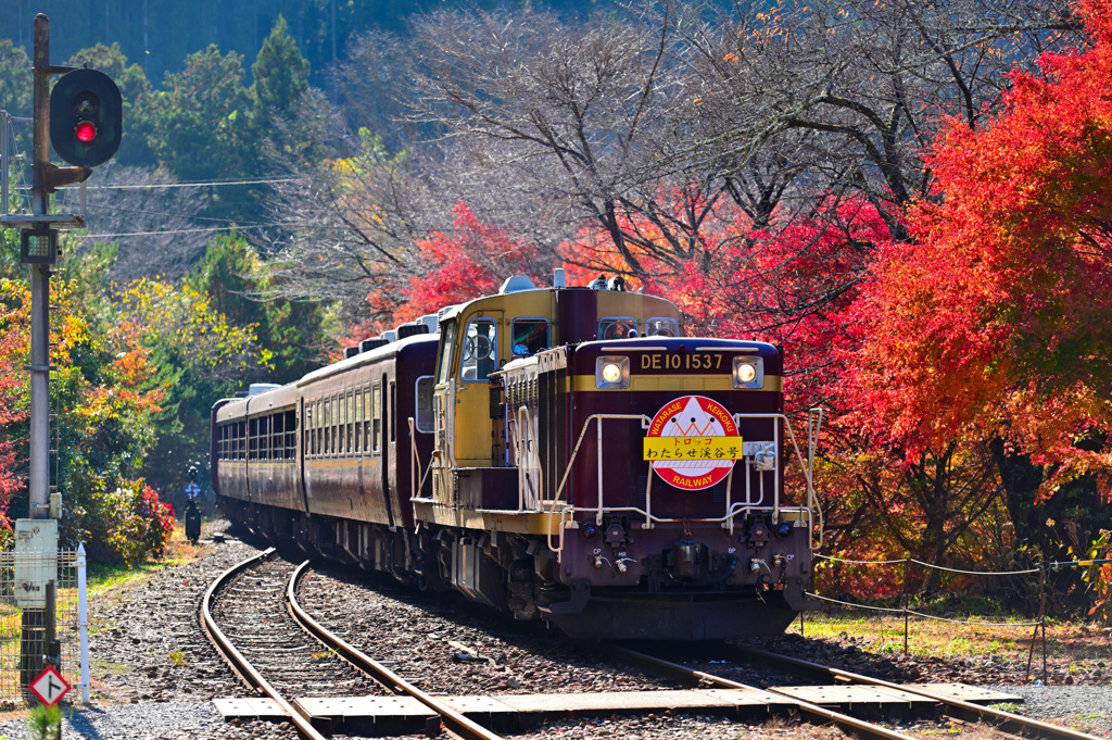 紅葉を行くわ鉄トロッコ１
