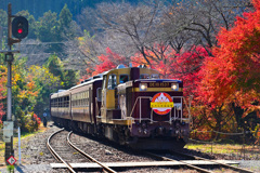 紅葉を行くわ鉄トロッコ１