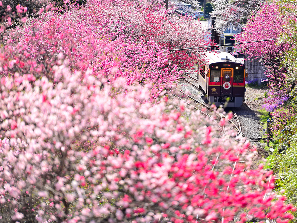 わ鉄の春５_春真っ盛りの神戸駅２