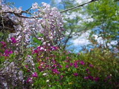 藤の花