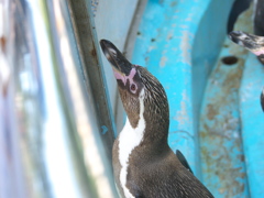 ペンギン