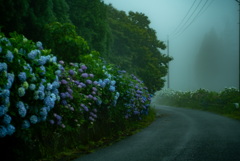 雨霧の紫陽花