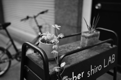 看板と植物