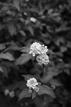 道端に咲く小さな花
