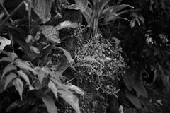 京都府立植物園 #08