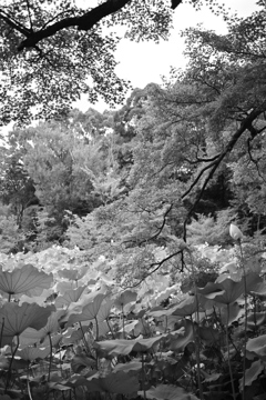 京都府立植物園 #10