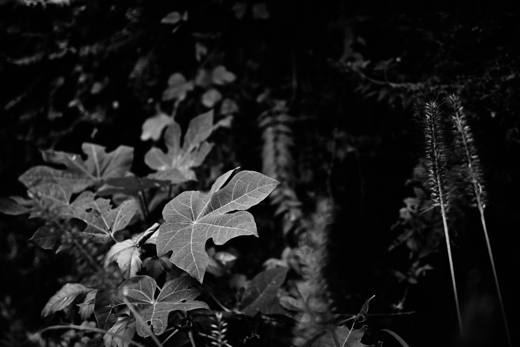 Leaves #02