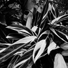 静寂の植物園 #08